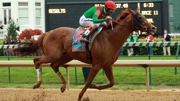 Animal Kingdom - Winner of the 137th Kentucky Derby