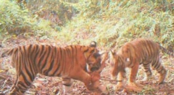 Tigers - Footage recorded recently