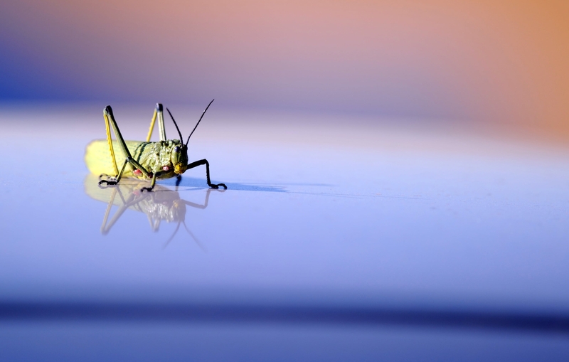 Grasshopper - New jumping cockroach similar to this insect