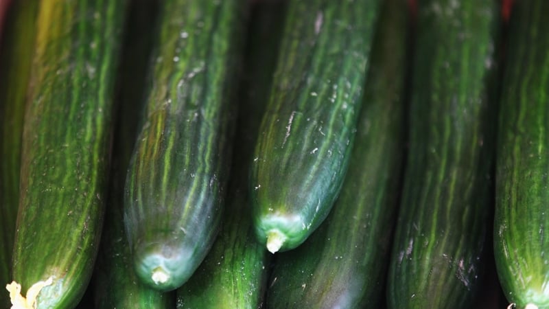 Cucumbers - Contaminated product from Spain