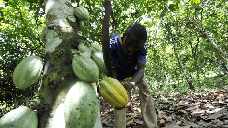 Cocoa - Many farmers were left unpaid and unable to treat crops
