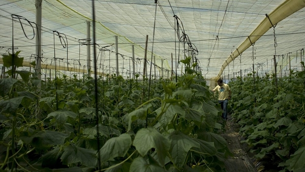 Cucumbers - Ten people have died in E-coli outbreak
