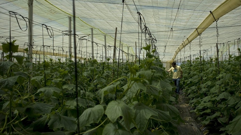Cucumbers - Ten people have died in E-coli outbreak