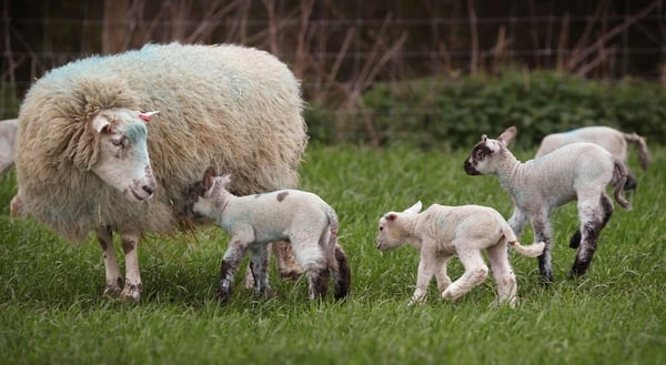 Farmers - Urged to be cautious despite optimism