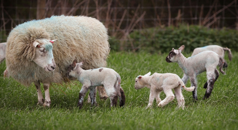 Agriculture - Direct payments make up 94% of farm incomes