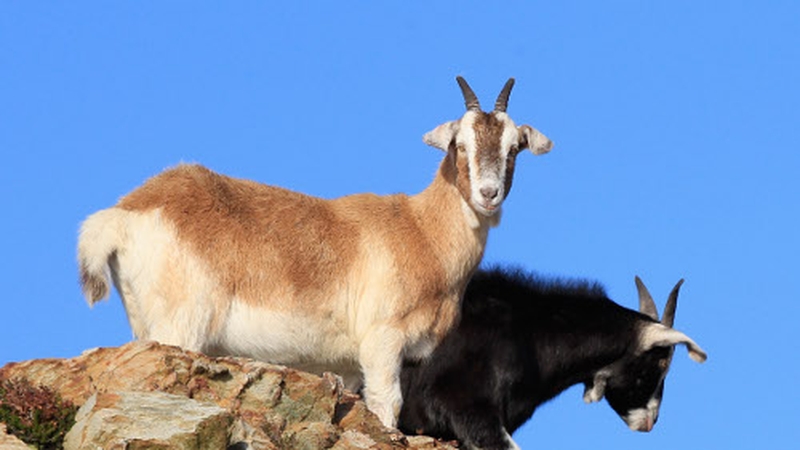 Goats - Herd has not been seen for a number of weeks