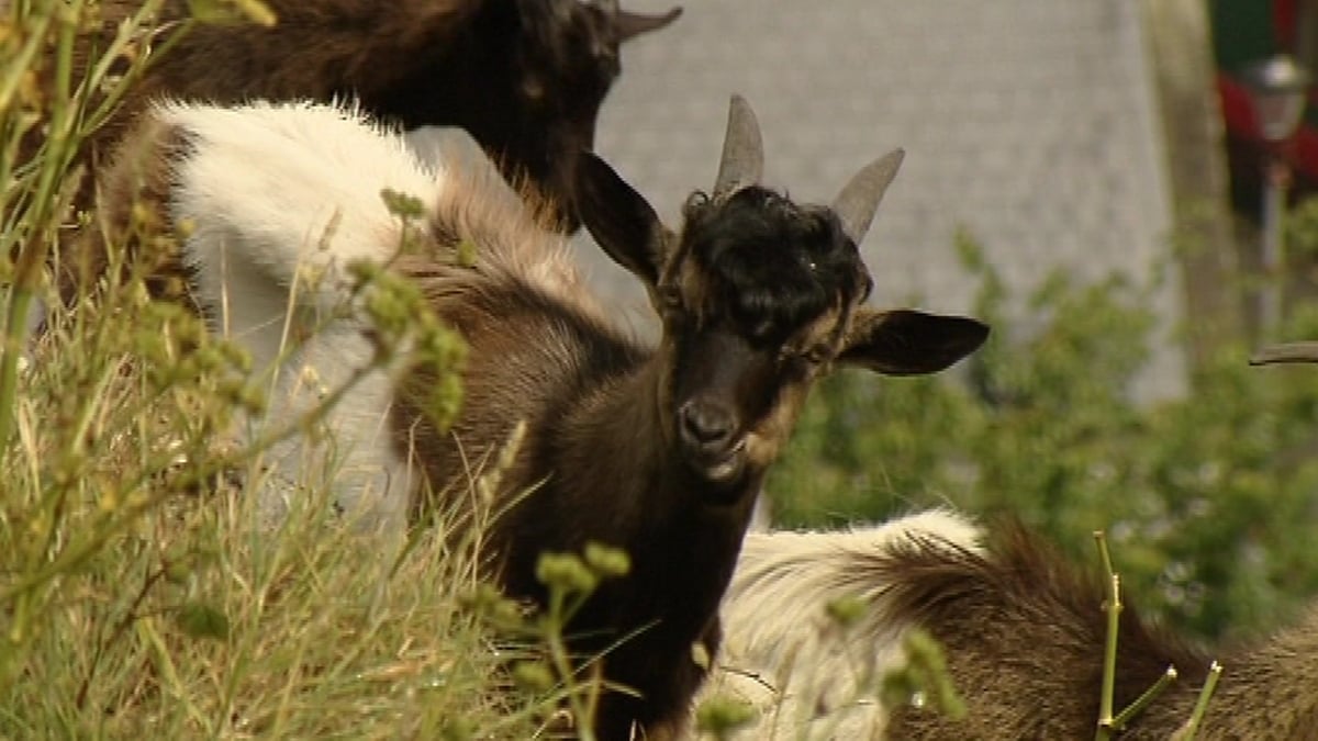 Can grazing goats prevent wildfires?