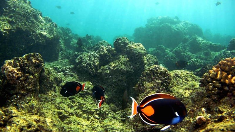 Coral reefs - Scientists say that many are dying