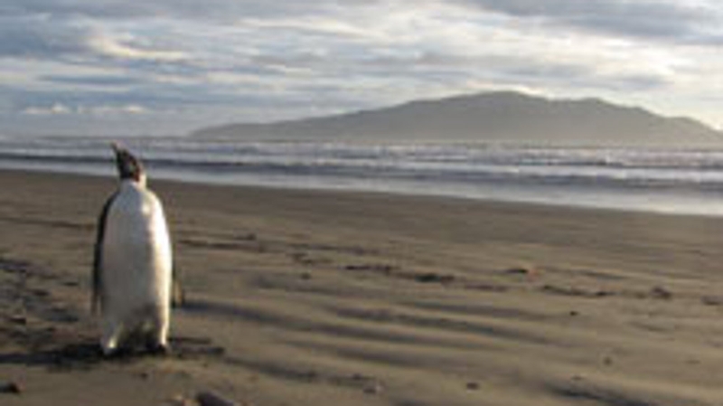 New Zealand - The Emperor penguin on Peka Peka beach (Pic: Dept of Conservation, NZ)