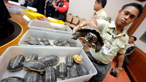Bangladesh - customs officials seize a host of live turtles during smuggling attempts