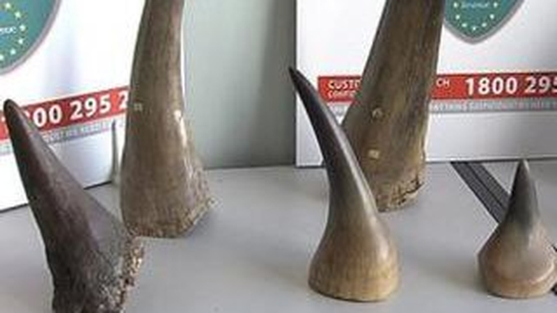 These rhino horns were seized in Shannon Airport