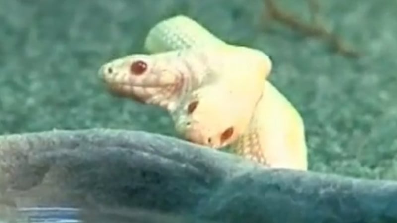 Snake - Two heads are fiercely independent - (Pic: Russia Today)