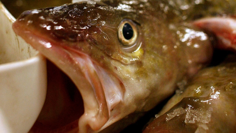 Cod - More than one in four cod products mislabelled