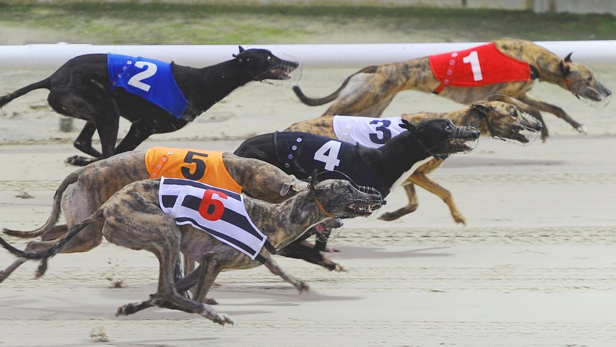 Long Tails, 50 years of Greyhound Racing