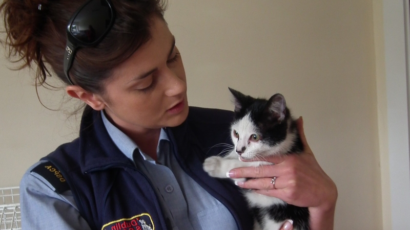 The DSPCA has re-united the kitten with his owners