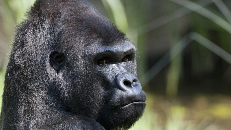 Great Ape - Ugandapithecus Major is a remote cousin