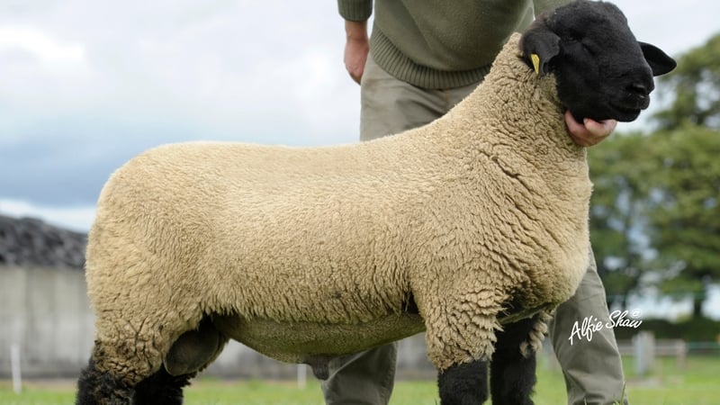 Suffolk sheep - Sold in Scotland for over €108,000