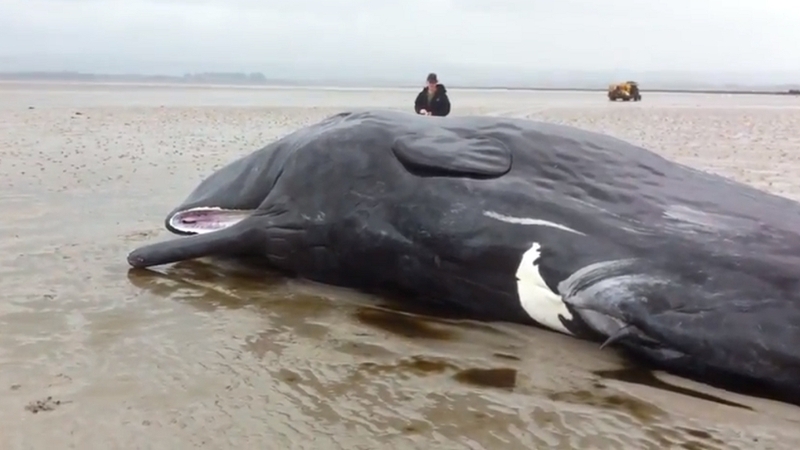 Dungarvan - Sperm whale beached on sandspit