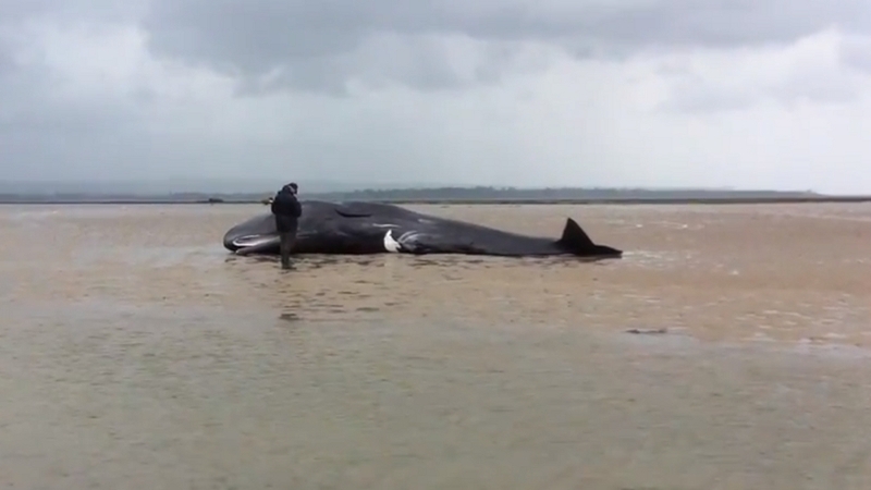 Same whale came close to stranding on the east side of the Hook Peninsula last night