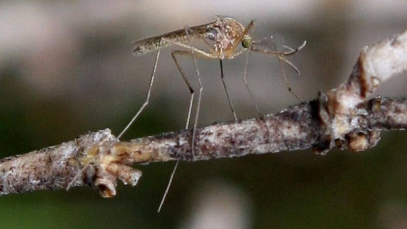 Progress against the mosquito-borne infection remains fragile, especially in west African countries