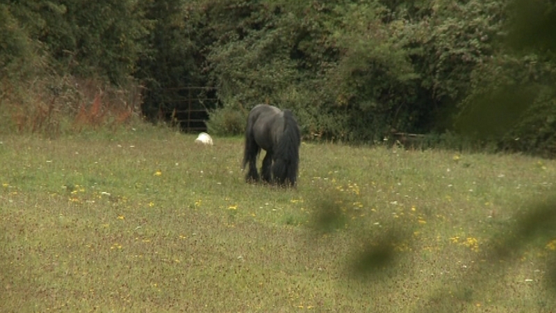 Three trouts in Charlesland, Greystones, Co Wicklow