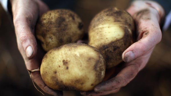 Volunteers in study were given six to eight potatoes twice a day