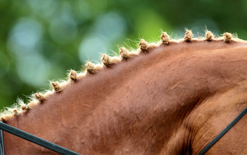 Helen Kearney claimed gold for Ireland in the Para Equestrian Dressage in Belgium