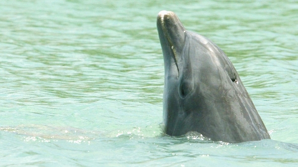 It is IWDG policy to discourage people from swimming with whales and dolphins in Ireland