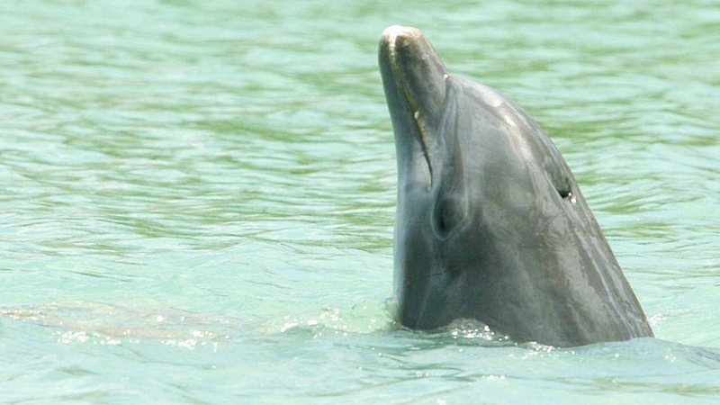 It is IWDG policy to discourage people from swimming with whales and dolphins in Ireland