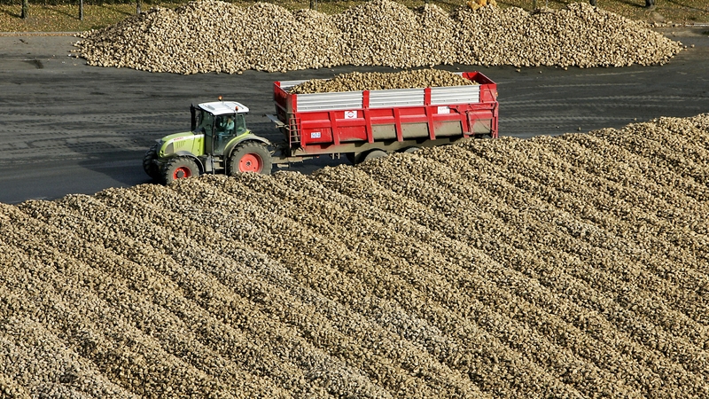 Report says new sugar factory could indirectly employ 5,000