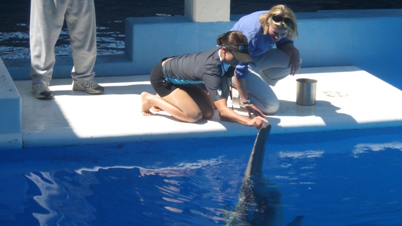Winter the dolphin with his trainer