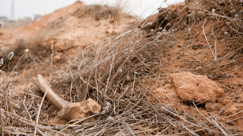 Up to 1,270 bodies are believed to have been found at Abu Salim