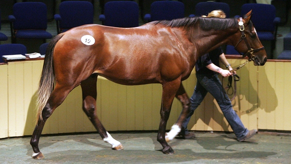 On the search for champions at Goffs