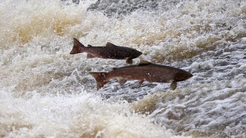 A new agreement with fishermen in place since 2018 has allowed salmon to be protected in their feeding grounds