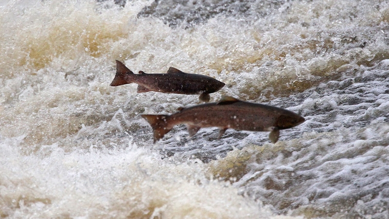 Wild Atlantic salmon have begun reproducing in Dublin's Tolka River for the first time in at least 100 years