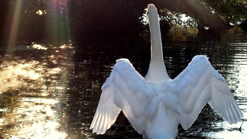 Fliú na n-éan ar eala a fuarthas marbh