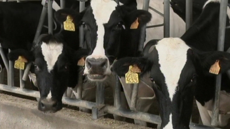 The IFA said it's clear that the US has ambitions for major agriculture exports into EU markets