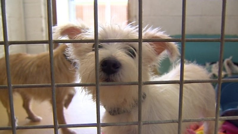 The ISPCA appealed to members of the public to continue to donate