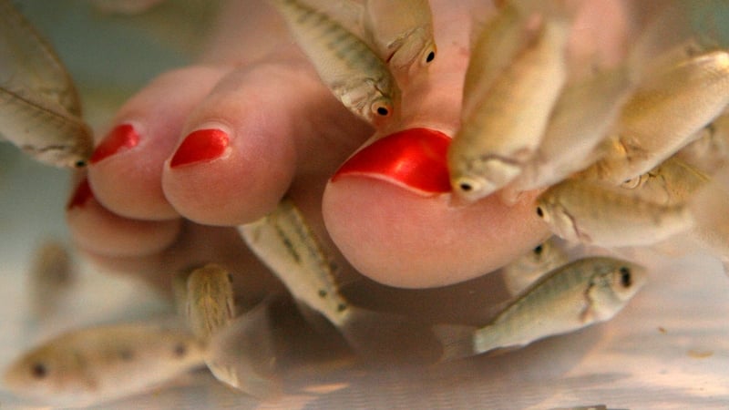 Fish pedicures have become popular in recent years