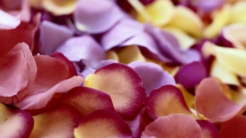 Rose Petal Sandwich