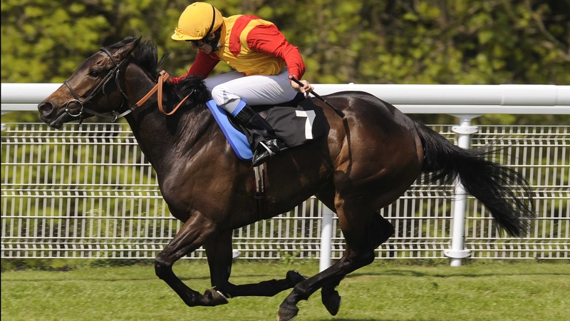 Snow Fairy will return to Ireland to take up broodmare duties