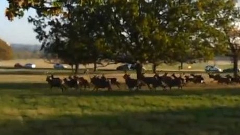 A video still of the frightened deer running through Richmond Park in London