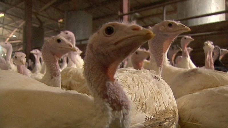Several European countries and Israel have found cases of H5N8 bird flu in the past few weeks