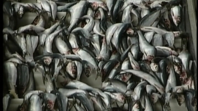 EU fisheries ministers are meeting to decide whether or not to ban the controversial practice of discards