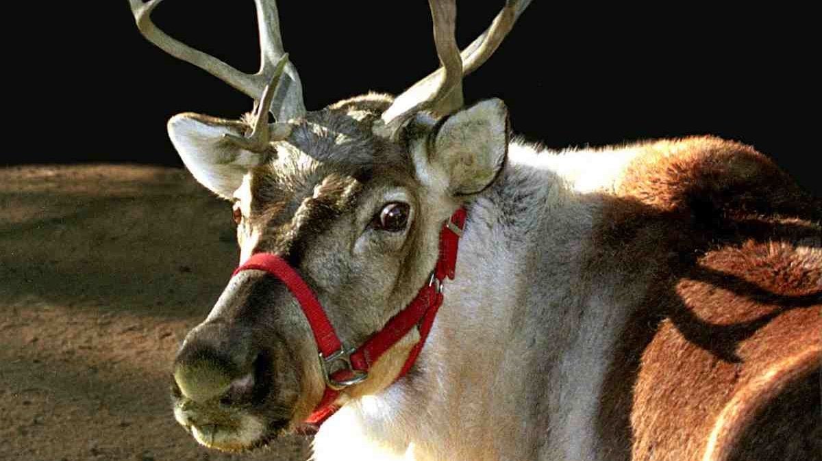 The Reindeer Santa Left Behind