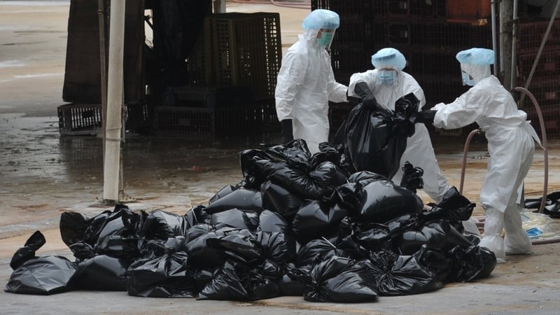 Thousands of chickens were culled in recent days in Hong Kong