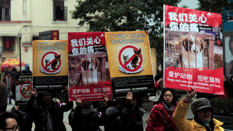 Chinese animal rights activists have called on people to stop eating cats and dogs