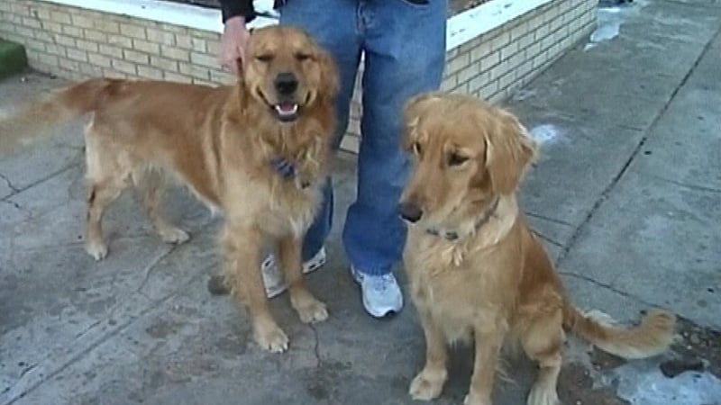 A farmers' group has called for all dogs to be microchipped