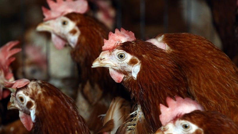 EU directive means that 100k hens had to be slaughtered early