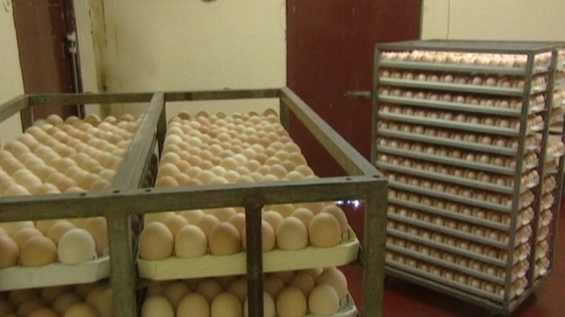 A sharp dip in egg prices pushed down the cost of food, but service prices rose during the month